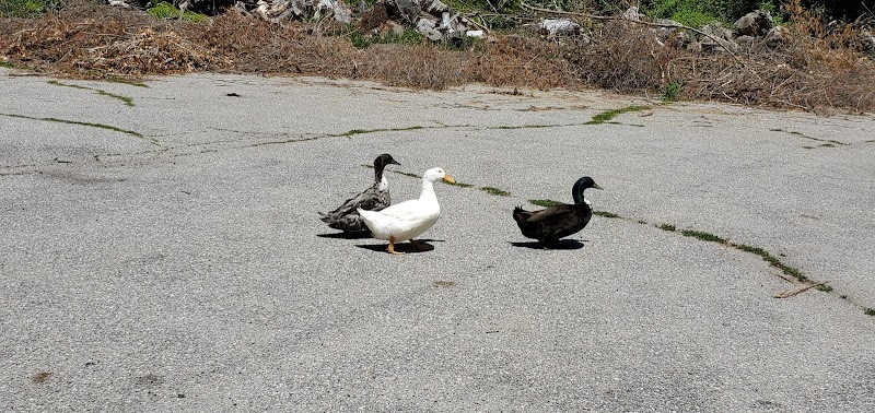 AJ Petersen Park photo 3