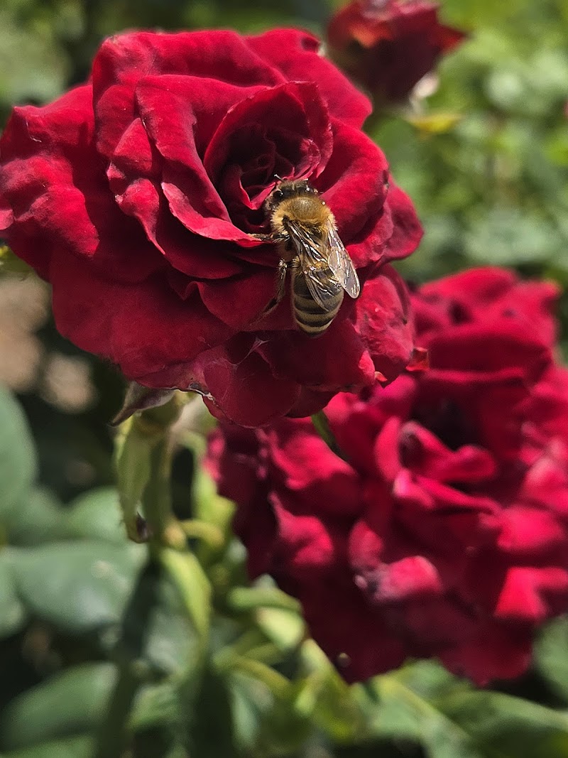 Azure Meadows Park photo 3