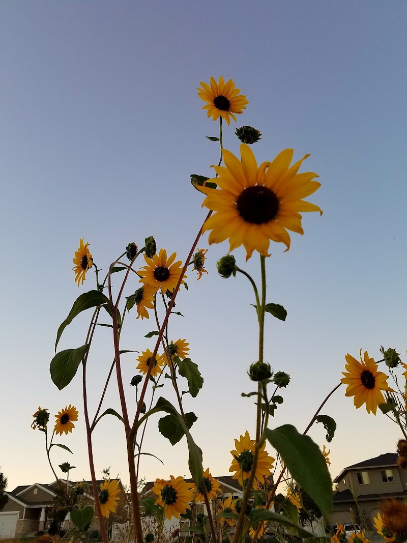 Blackpowder Park photo 3