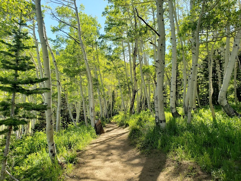 Bonanza Flat Conservation Area photo 3