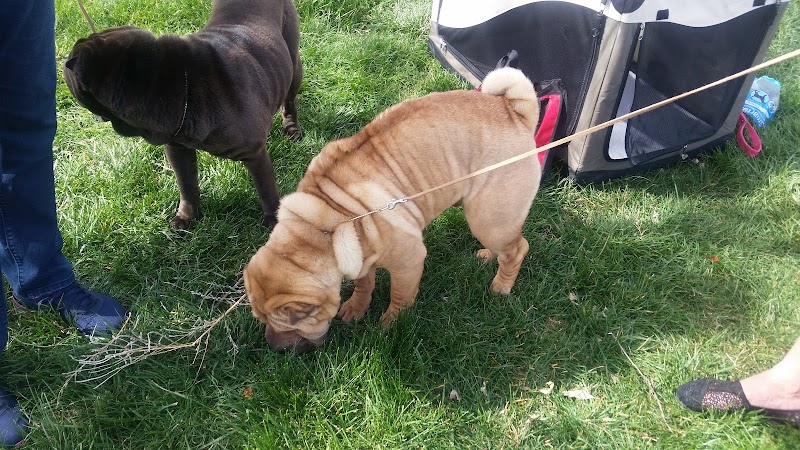 Boots Cox Family Park photo 3