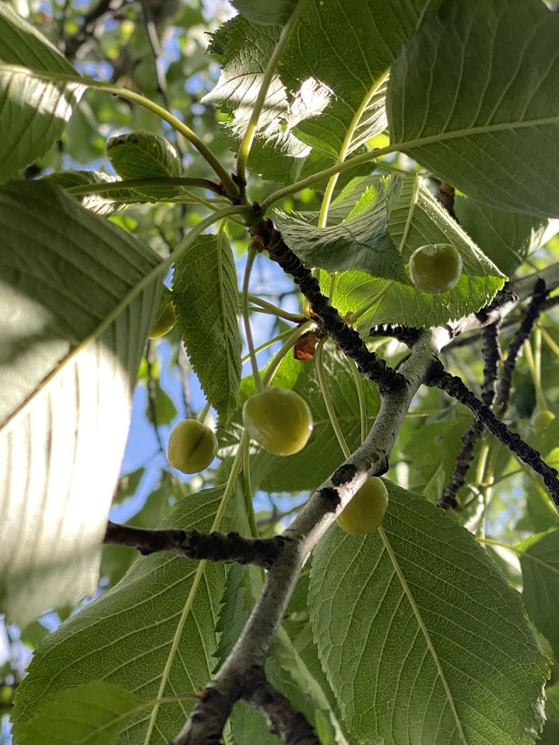 Canal Corner Pocket Park photo 2