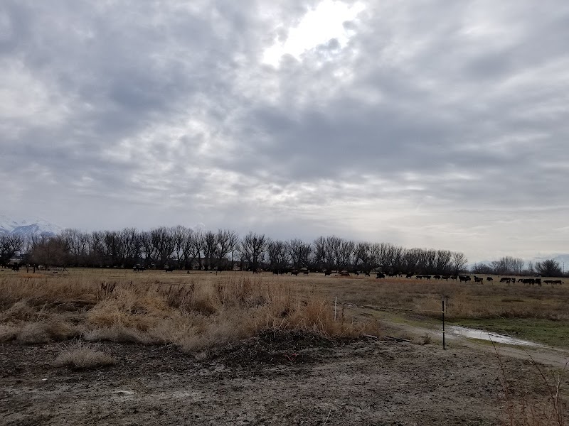 Forest-Mellor Park photo 3