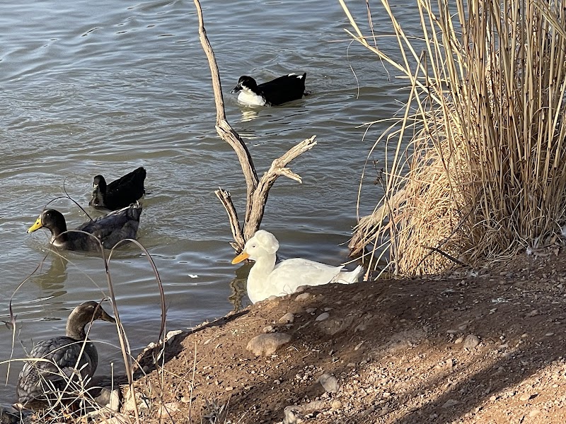 Grandpa's Pond Park photo 3