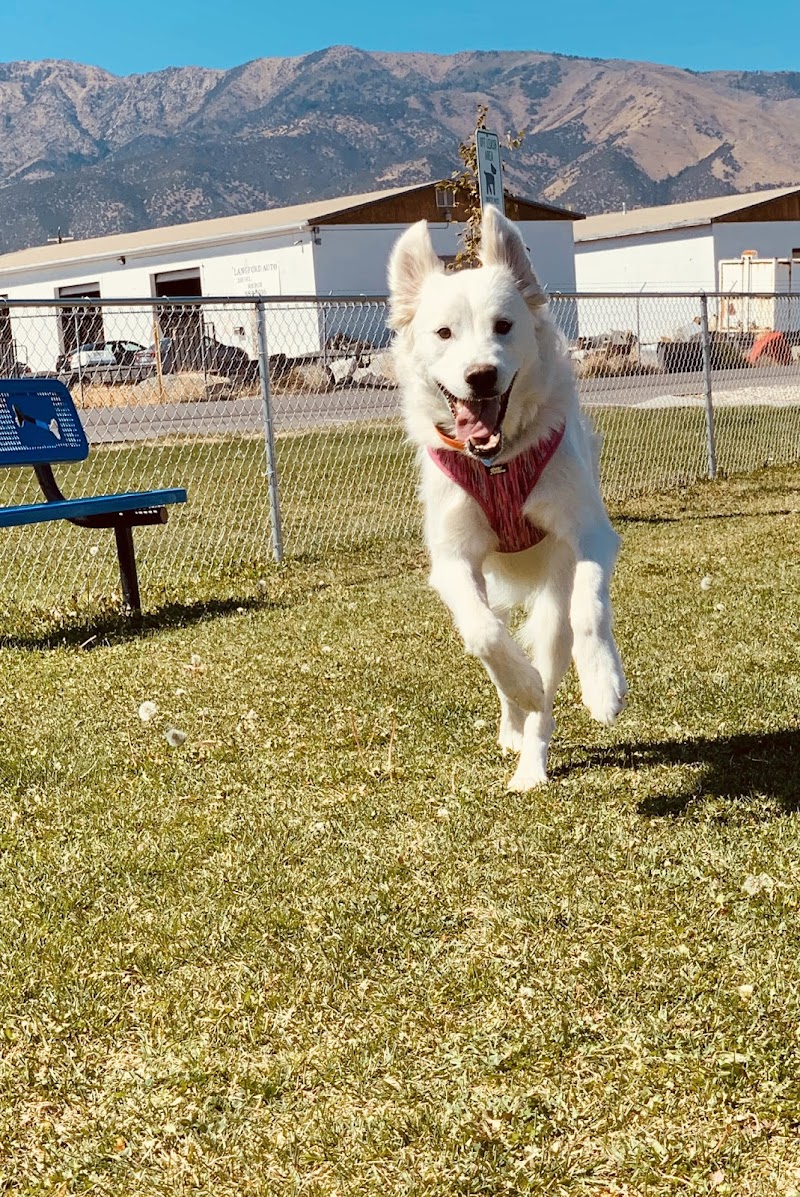 Lincoln Park Community Canine Area photo 2