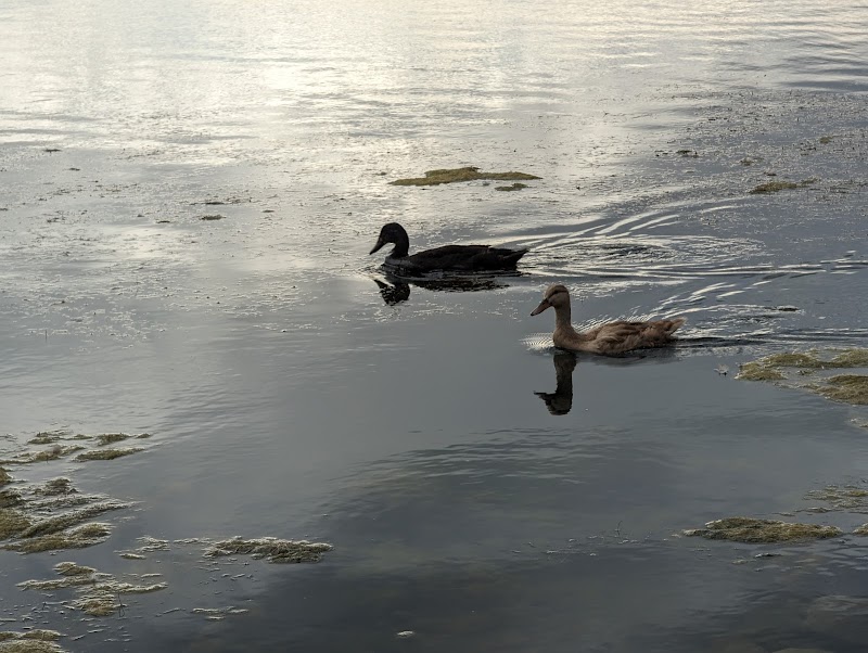 Pleasant Grove Manila Creek Pond photo 3