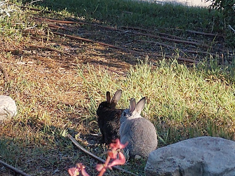 Scottsdale Park photo 3