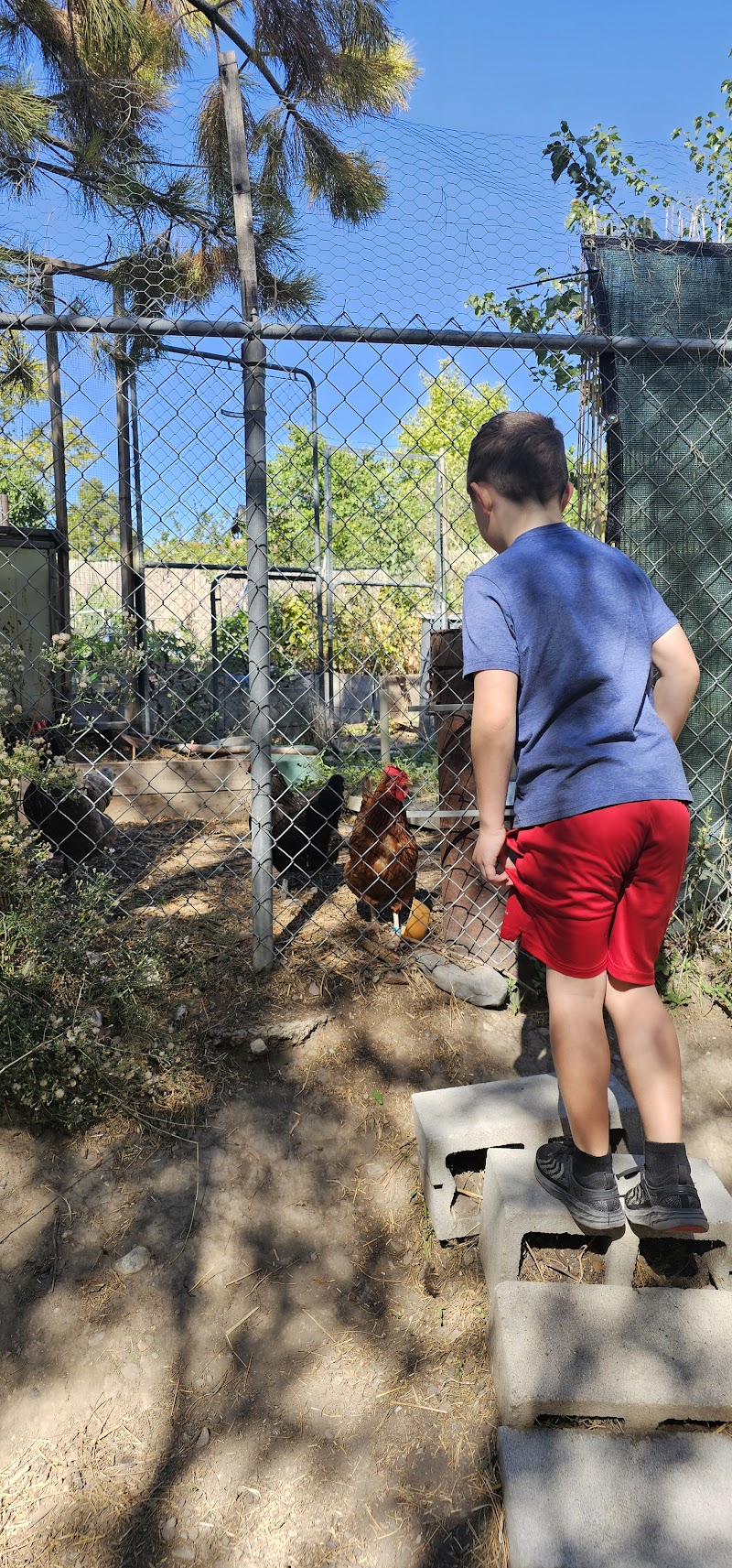 Shalimar Park photo 2