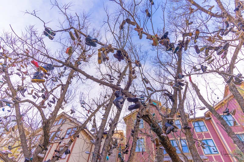 Shoe Tree Park photo 2